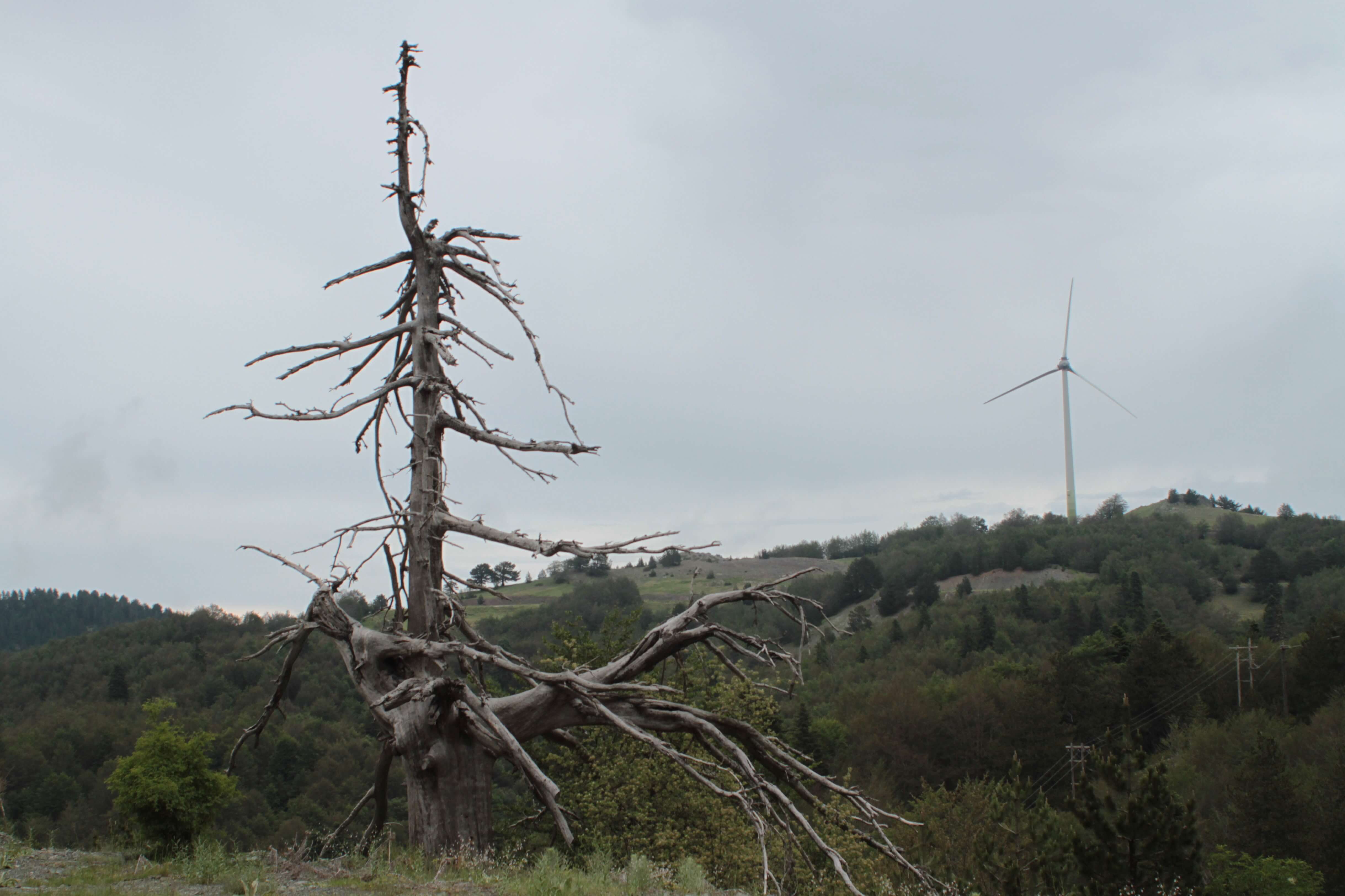 Toter Baum auf dem Katara-Pass